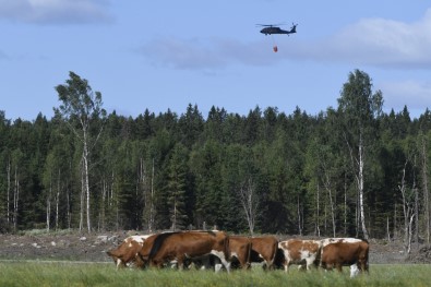 İsveç'te 2,5 Kilometrelik Alanda Orman Yangını