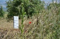 KABRISTAN - Sosyal Medyadan Mezarlık Temizliği Çağrısı