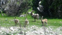 Avlanacak Yaban Keçilerinin İhalesi Yapıldı