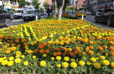 Tatvan Belediyesinden Çiçek Dikimi