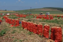 TONAJ - Amik Ovası'nda Soğan Hasadı