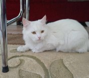 ALTINŞEHİR - Kayıp Kedisini Bulana 2 Bin Lira Ödül Verecek