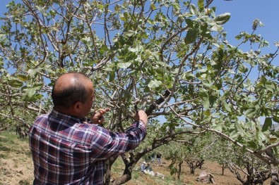 Siirt'te Bağ Ve Bahçeler Kontrol Edildi