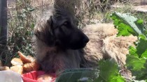 KEMERHISAR - Trenin Çarptığı Köpek Barınağa Teslim Edildi