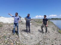 Van'ın Erciş İlçesinde İnci Kefali Operasyonu