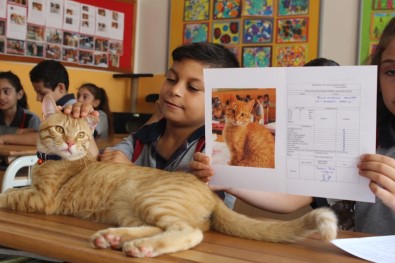 Fenomen Kedi Tombi'nin Dersleri 'Pekiyi'