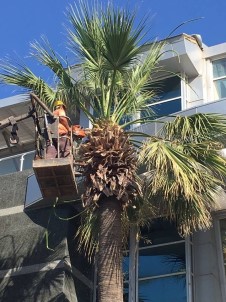 Marmaris'te Palmiyeler Yaz Bakımına Alındı
