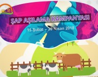 TARIM VE HAYVANCILIK BAKANLIĞI - Van'da Şap Aşılama Kampanyasında Yüzde100 Başarı