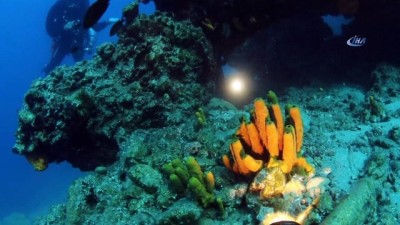 Ege Denizi'nde Görülen Köpek Balıklarının Sırrı Ortaya Çıktı