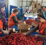 Kiraz 25 Gün Erken Olgunlaştı Fiyatlar Dalgalandı