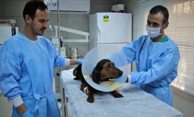 (Özel) Ameliyatla Hayata Tutunan Sevimli Av Köpeği Sahibini Bekliyor