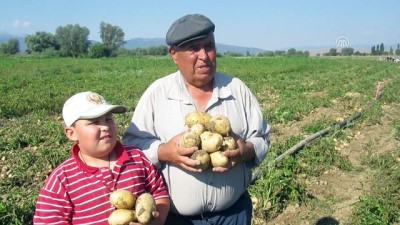 Afyonkarahisar'da Patates Hasadı Başladı