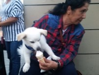 Beyoğlu'nda Sevimli Köpek Banbino'nun Dondurma Keyfi