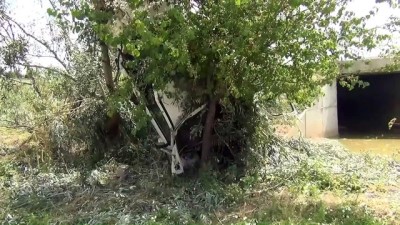 Konya'da Otomobil Ağaca Çarptı Açıklaması 6 Yaralı