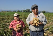 SÜLEYMAN YıLDıZ - Sandıklı'da patates hasadı başladı