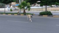 Sokak Köpekleri Vatandaşların Korkulu Rüyası Oldu
