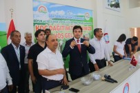 KENAN ŞAHIN - 121 Üreticiye 121 Damızlık Koç Dağıtıldı