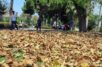 TÜRKIYE ORMANCıLAR DERNEĞI - Antalya'da Aşırı Sıcakla Gelen Sonbahar Görünümü