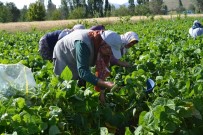 UZUN ÖMÜR - Çiftçiler Fasulye Hasadından Umutlu