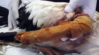 Leyleğin Kırılan Kanadına Platin Takıldı