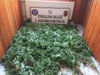MISIR TARLASI - Zonguldak'ta 875 Kök Kenevir Bitkisi Ele Geçirildi