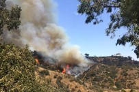 Griffith Park'ta Yangın Çıktı