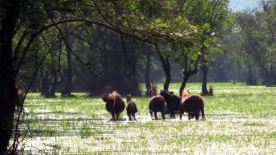 Karacabey Longozu'nun Asırlık Misafirleri