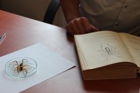 OSMANGAZİ ÜNİVERSİTESİ - 'Sarı Kız' Zararlı Değil Yararlı