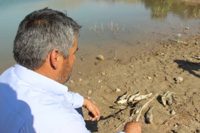Sivas'ta Balıklar Karaya Vurdu