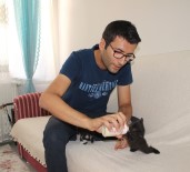 YAVRU KEDİ - Yavru Kedileri Biberonla Büyütüyor