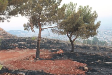 Adıyaman'da Orman Yangını Söndürüldü