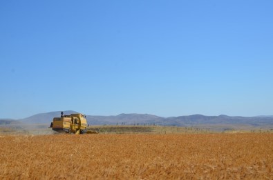 Arguvan'da Sarı Bursa Buğdayı Ekildi