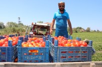 ZAM ŞAMPİYONU - Bafra'da Yetişen Domates Tüketicinin İmdadına Yetişti