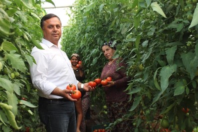 Çal'da 3 Yıl Önce Başlatılan Örtü Altı Seracılık Meyvelerini Vermeye Başladı