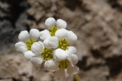 Cilo Dağları'nda Yeni Bir Bitki Türü Keşfedildi