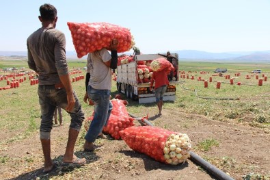 Soğan Fiyatı Amasya'da Tarlada 2-2,5 TL Arasında