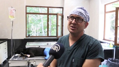 Yaralı 'Zeytin' Bakım Merkezinde Tedavi Edildi