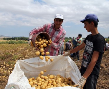 Çorum'da Patates Hasadı Başladı