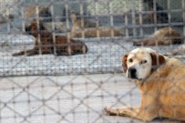 OSMAN GÜRÜN - Geçici Hayvan Bakımevi Hizmete Açıldı