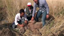 SEMIH ŞENTÜRK - Muş'ta Yaralı Bulunan Bozayı Tedaviye Alındı