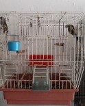 PET SHOP - Saka Kuşlarını Satana 2 Bin 190 Lira Para Cezası