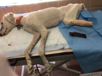 BEŞPıNAR - Tazının Kangrenleşen Ayağı Kesildi