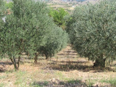 Didimli Zeytinciler Bu Yıl Yüksek Verim Ve Kalite Bekliyor