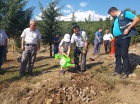 ORMAN İŞLETME MÜDÜRÜ - 15 Temmuz Şehitleri Ve Gazileri Anısına Fidan