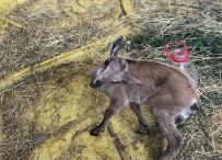 DAĞ KEÇİSİ - Artık Emin Ellerde