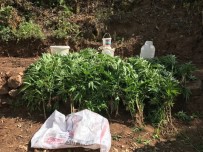 Bingöl'de Bin 100 Kök Kenevir Bitkisi İmha Edildi