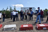 ORMAN VE SU İŞLERİ BAKANLIĞI - Dursunbey'de Kınalı Keklik Salımı Yapıldı