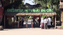 DOĞURGANLIK - Gaziantep Hayvanat Bahçesi'nde 'Yavru' Sevinci
