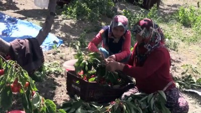 Göç Veren 'Bayır'ın Kaderi Kirazla Değişti