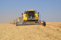Muş'ta Buğday Hasadı Erken Başladı